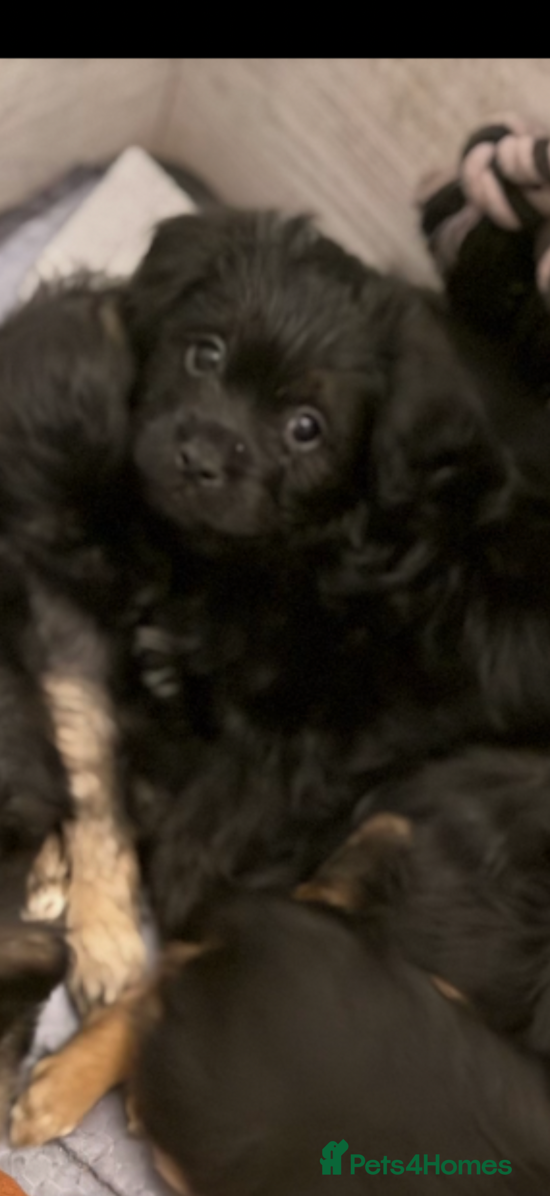 Mixed Breed dogs for sale: Shihtzu cross cocapoo (shihpoo) puppies  - Advert 7