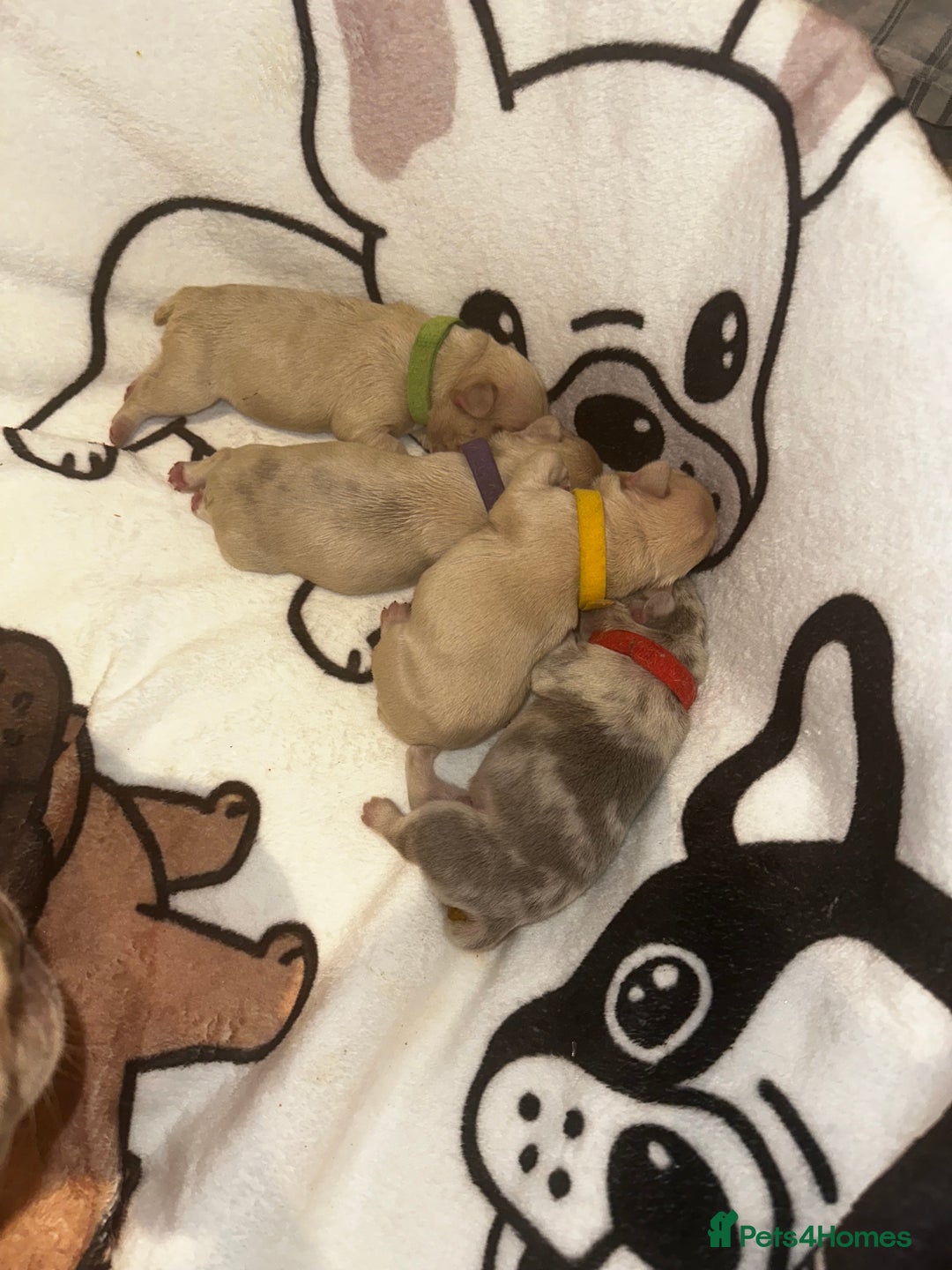 French Bulldog dogs for sale: DWKC French bulldog puppies - Advert 2