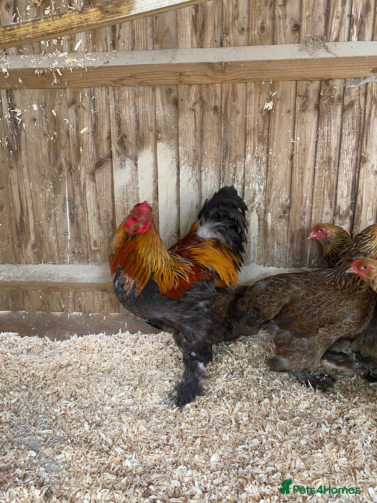 Chickens poultry for sale: 🥚LF Gold partridge brahma- hatching eggs 🥚  - Advert 4