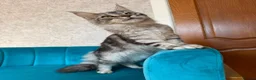 Maine Coon cats for sale: TICA Pedigree Registered Maine Coon Kittens - Advert 22