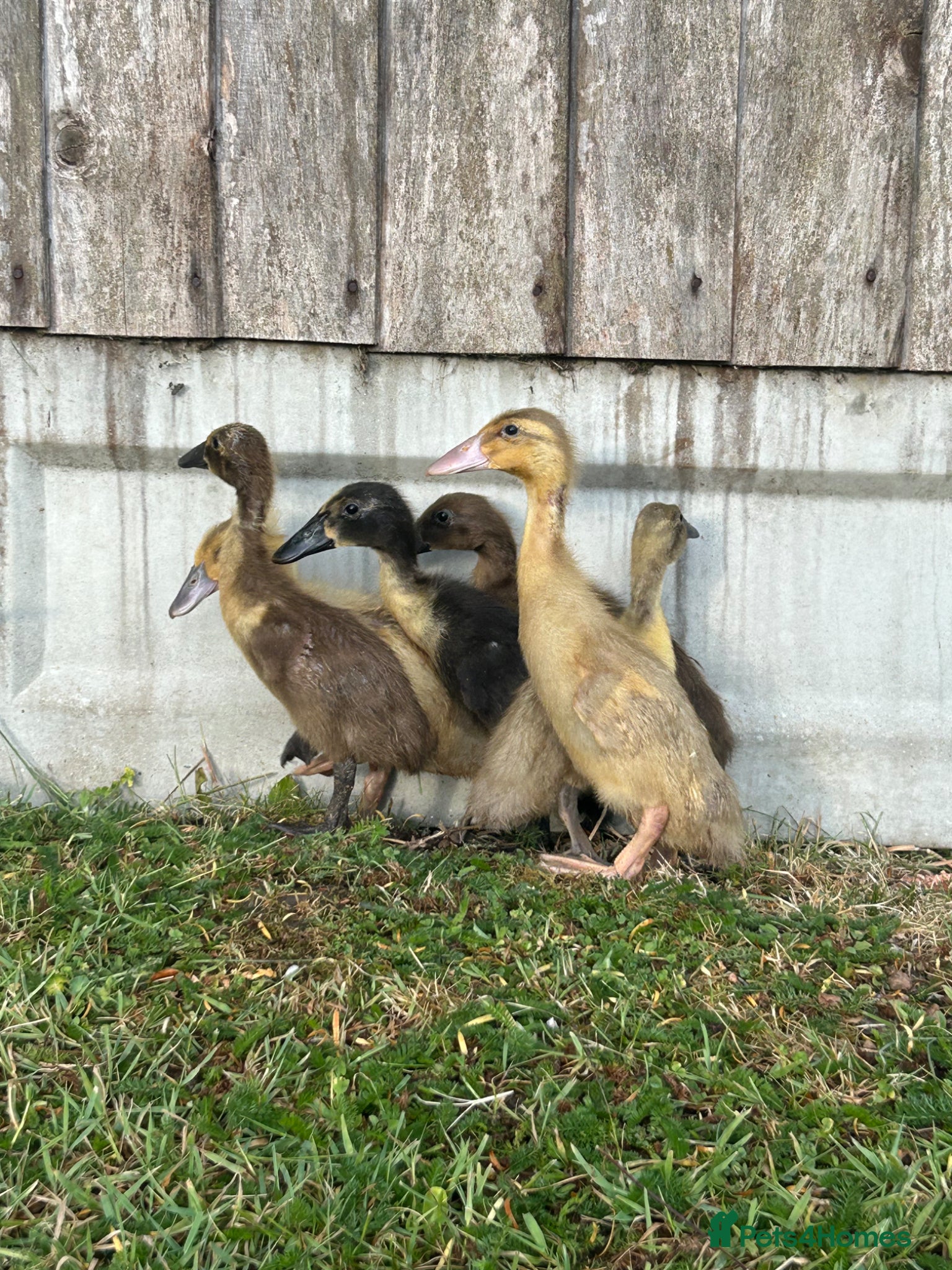 Ducks poultry Female runner ducklings  - Advert 2
