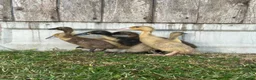 Ducks poultry for sale: Female runner ducklings  - Advert 2