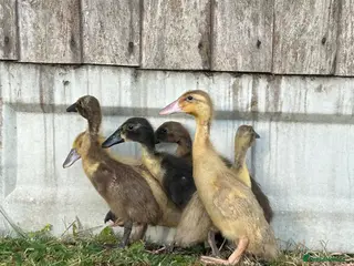 Ducks poultry Female runner ducklings - Advert 2