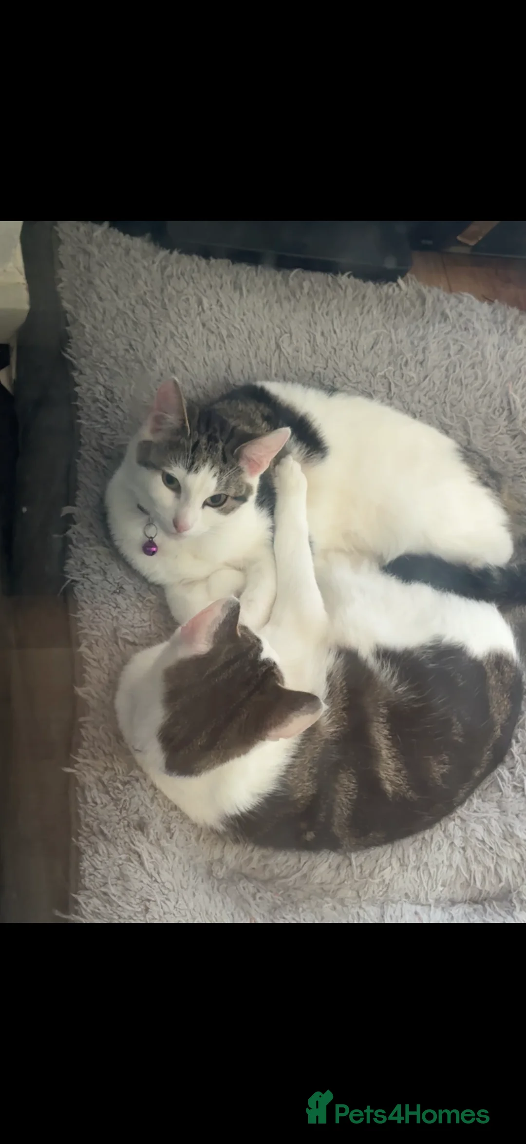 Mixed Breed cats for sale: Free Cat - Advert 3