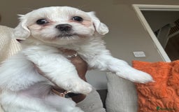 Maltipoo dogs for sale: Beautiful fluffy puppys - Image 7