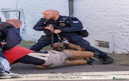 Belgian Shepherd Dog dogs for sale: KC registered Belgian Malinois – Stable,Balanced🐾 - Image 28