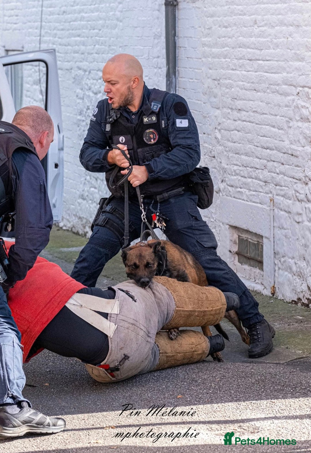 Belgian Shepherd Dog dogs for sale: KC registered Belgian Malinois – Stable,Balanced🐾 - Image 28