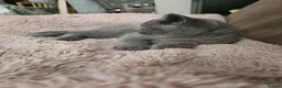 British Shorthair cats for sale: British Shorthair chunky girl  - Advert 12