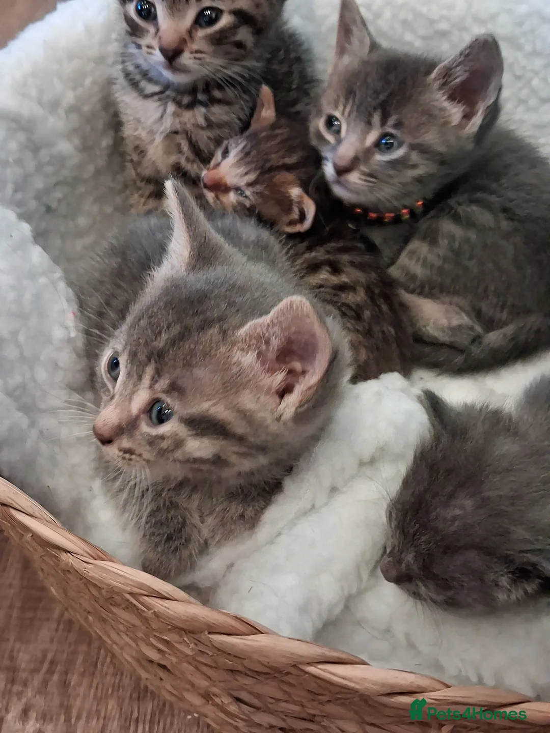 Mixed Breed cats for sale: Beautiful fluffy kittens - Advert 2