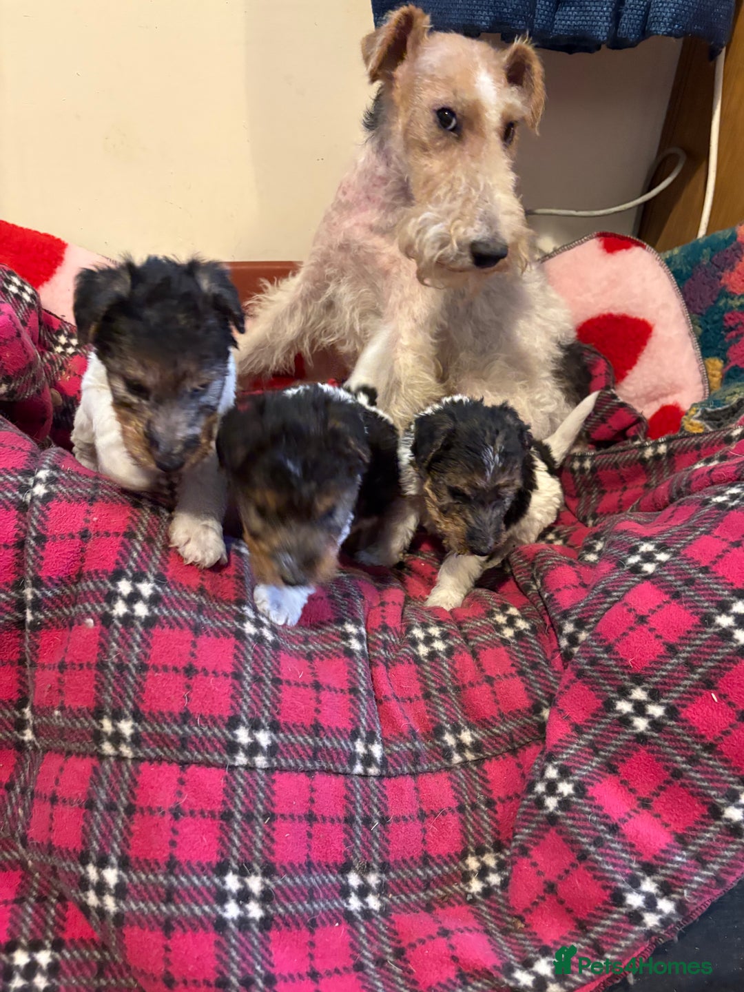 Fox Terrier dogs for sale: ⭐️ Licensed Breeder ⭐️ Wire Fox Terriers  - Advert 2