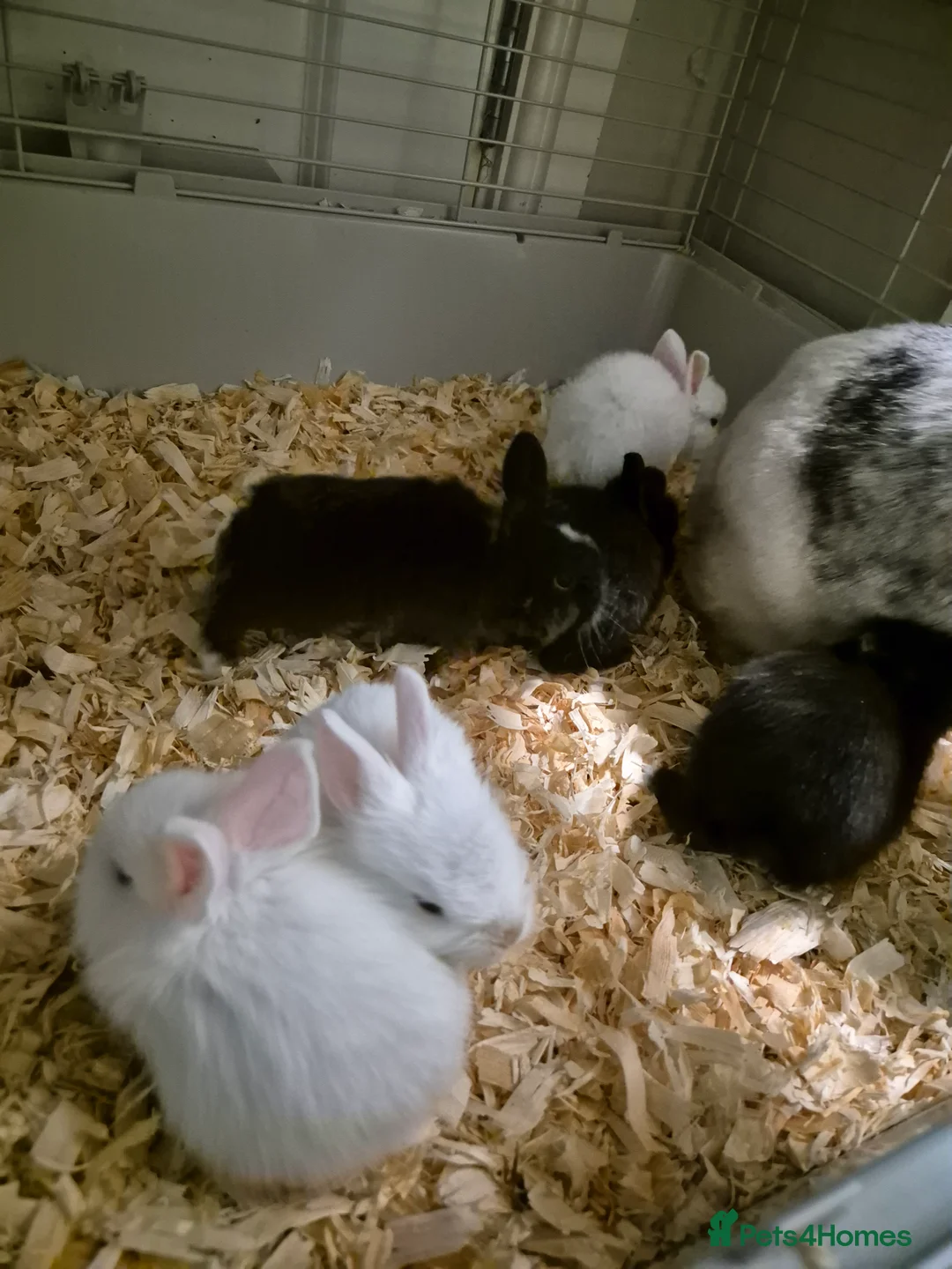 Angora rabbits for sale: Angora cross lionhead mixed lop - Advert 7