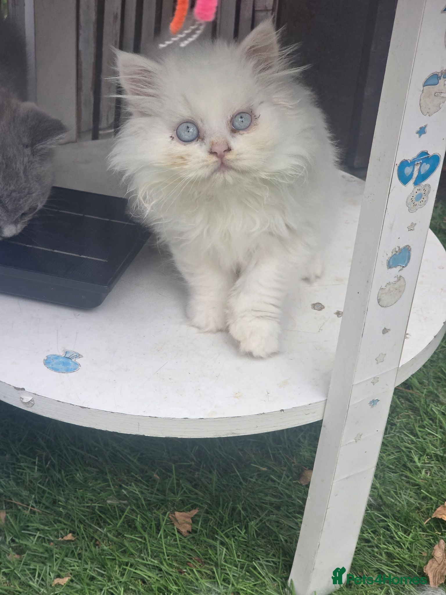British Longhair cats White British Longhair Boy – Blue Eyes - Advert 5