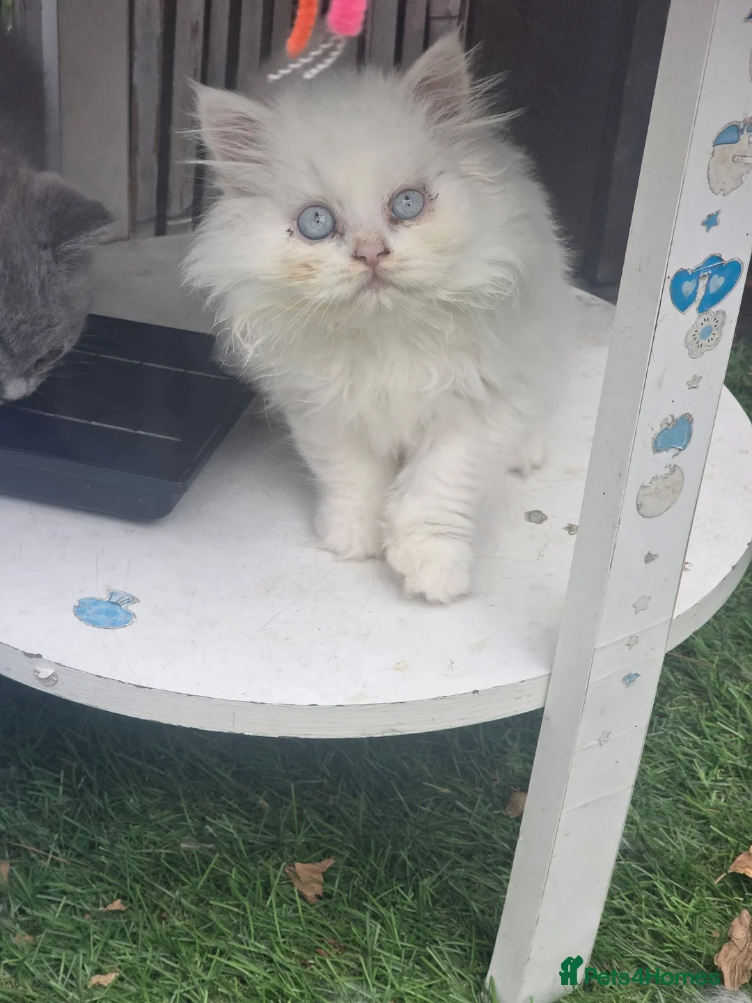 British Longhair cats for sale: White British Longhair Boy – Blue Eyes - Advert 1