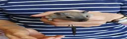 Gerbil rodents for sale: Two beautiful and gentle brothers in Cambridge - Advert 3