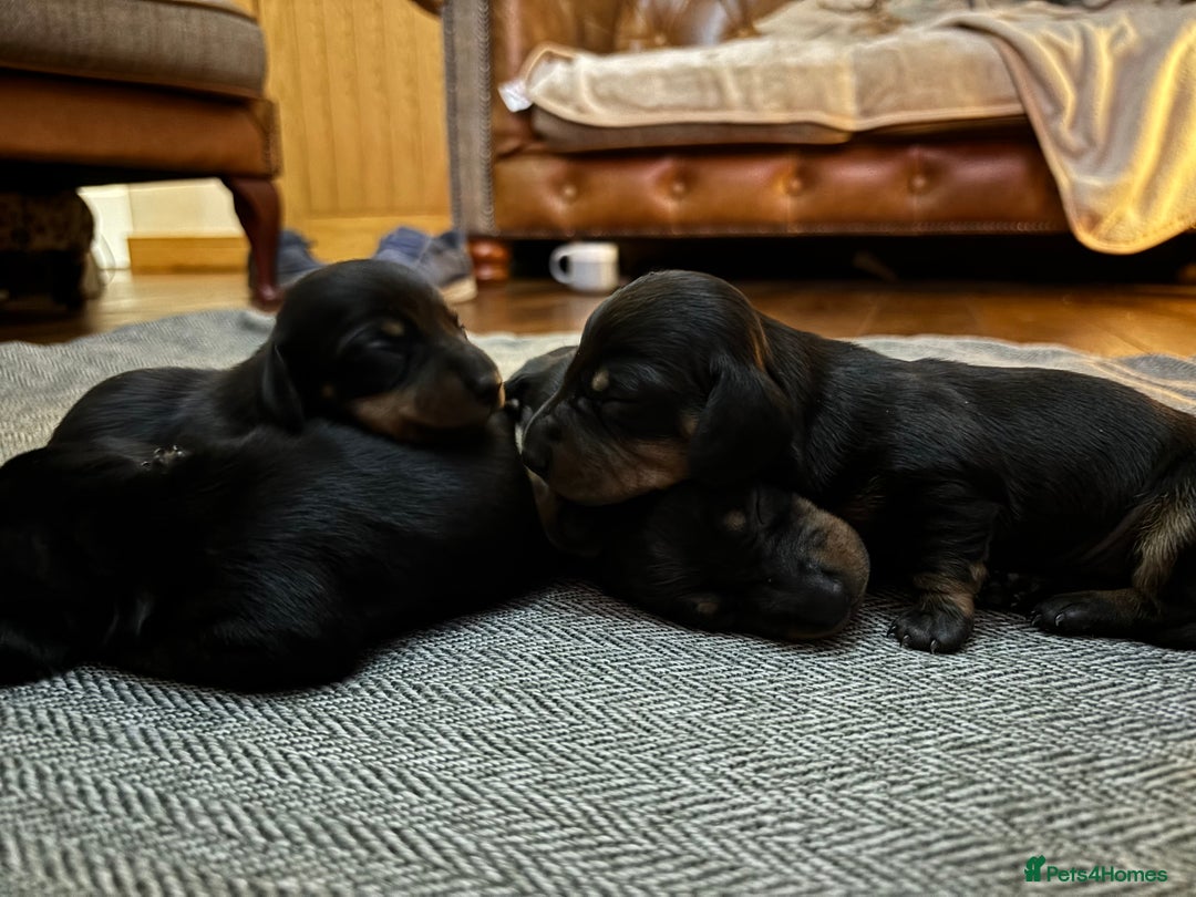 Miniature Dachshund dogs for sale: miniature Dachshund  - Advert 8