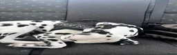 Dalmatian dogs for sale: Female deaf Dalmatian  in Southsea - Advert 14