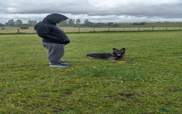 German Shepherd dogs for sale: Loyal, Playful German Shepherd for Rehoming - Image 8