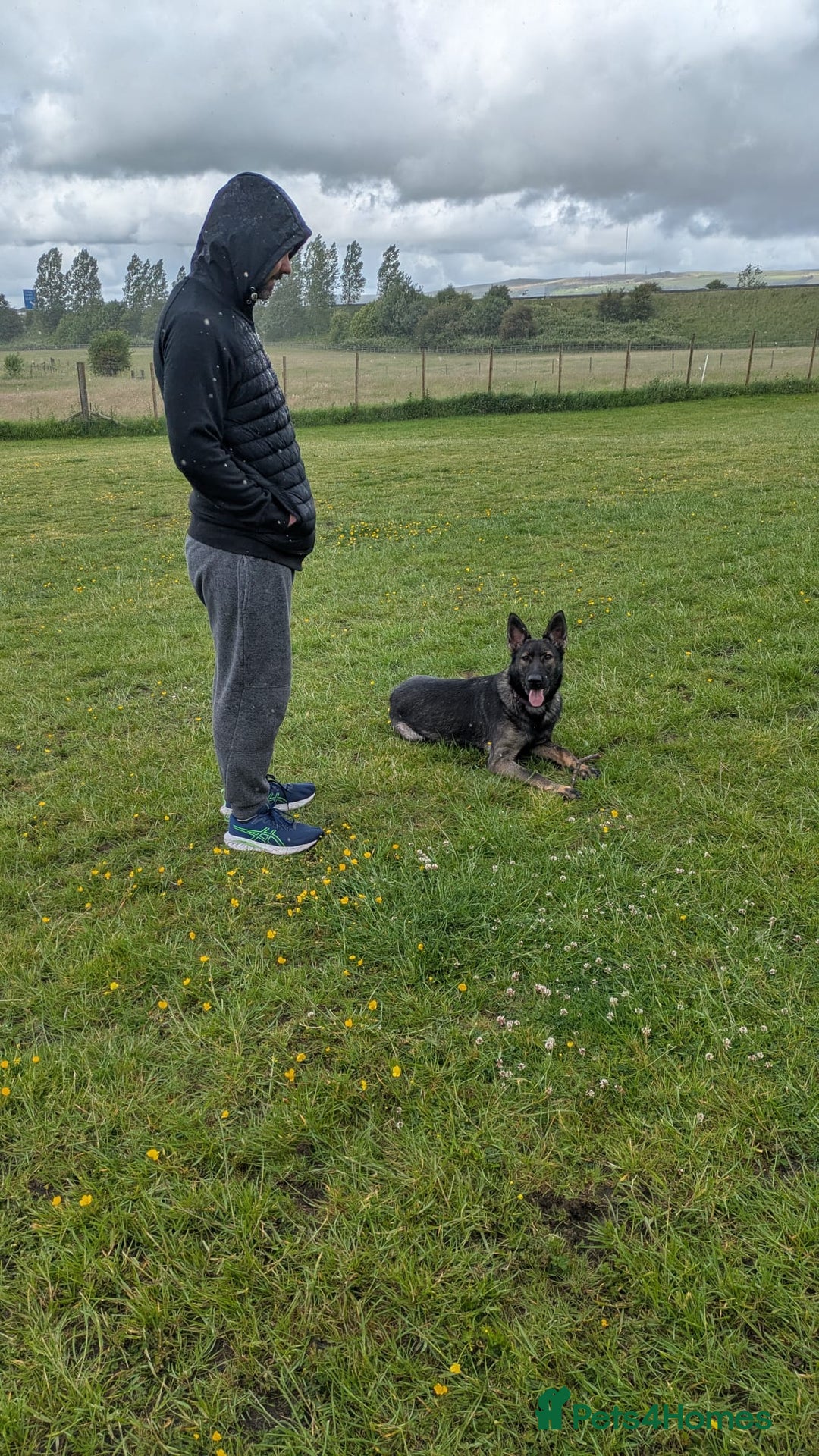 German Shepherd dogs for sale: Loyal, Playful German Shepherd for Rehoming - Image 8