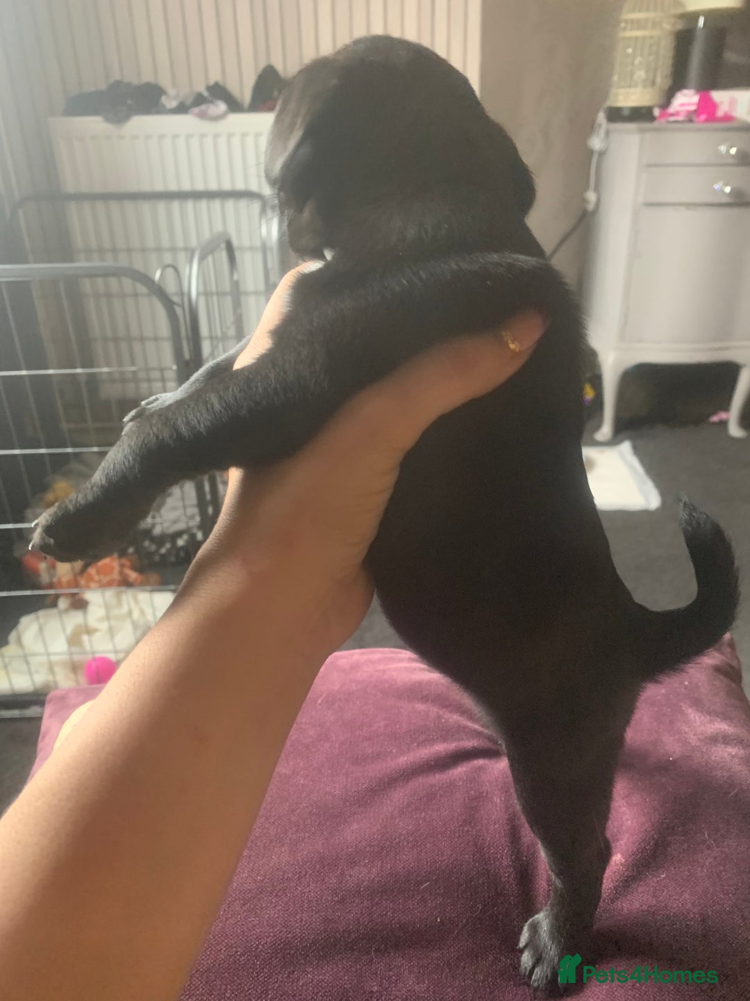 Mixed Breed dogs for sale: Frenchies/ jugs puppies. Please read - Image 2