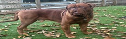 Dogue De Bordeaux dogs for stud: Beautiful Large Breed Dogue de Bordeaux for stud - Advert 7