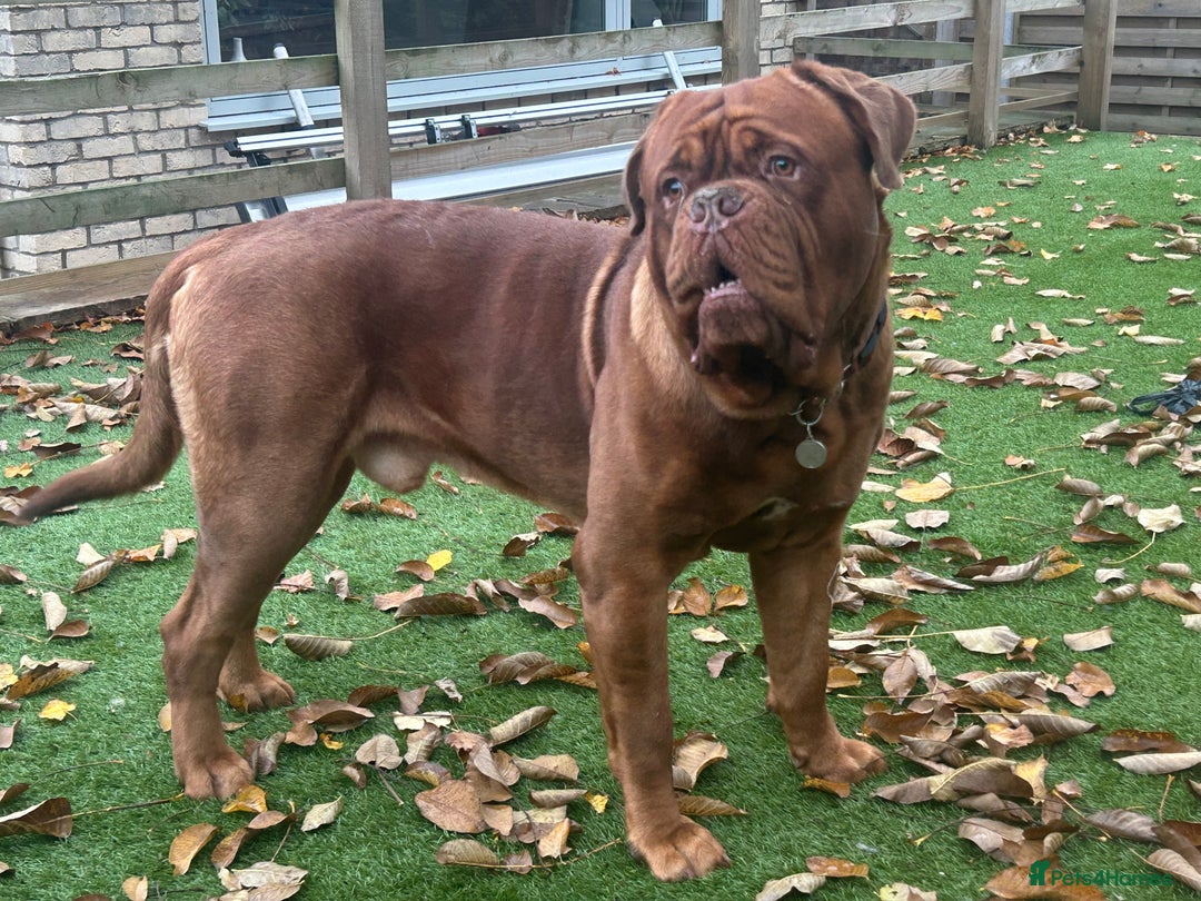 Dogue De Bordeaux dogs for stud: Beautiful Large Breed Dogue de Bordeaux for stud - Advert 7
