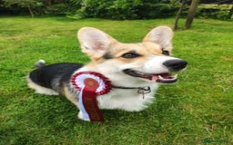 Welsh Corgi Pembroke dogs for sale: Champion bloodline KC reg. Pembrokes - Image 21