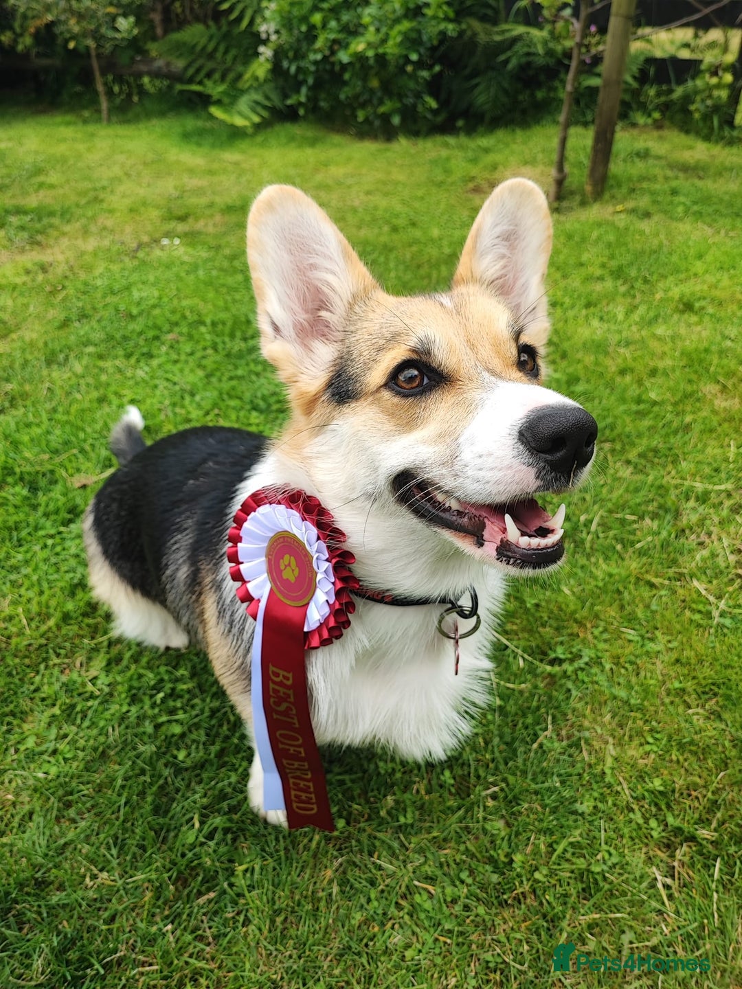 Welsh Corgi Pembroke dogs for sale: Champion bloodline KC reg. Pembrokes - Image 21