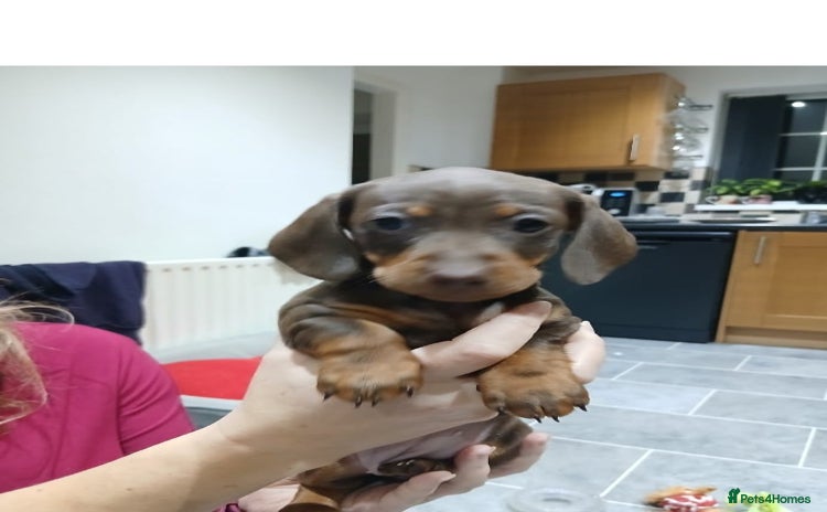 Miniature Dachshund dogs - Advert 11