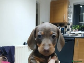 Miniature Dachshund dogs - Advert 11