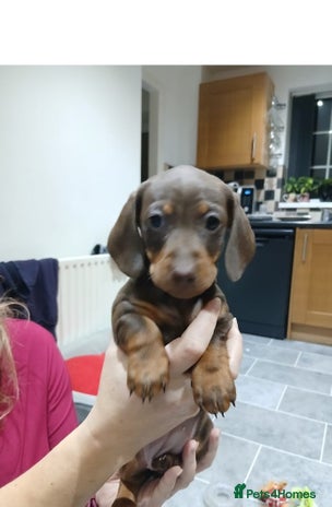 Miniature Dachshund dogs - Advert 11