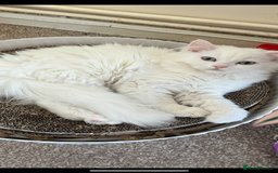Persian cats for sale: Gentle and sweet Persian kittens - Image 1