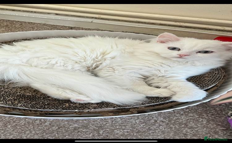Persian cats - Advert 16