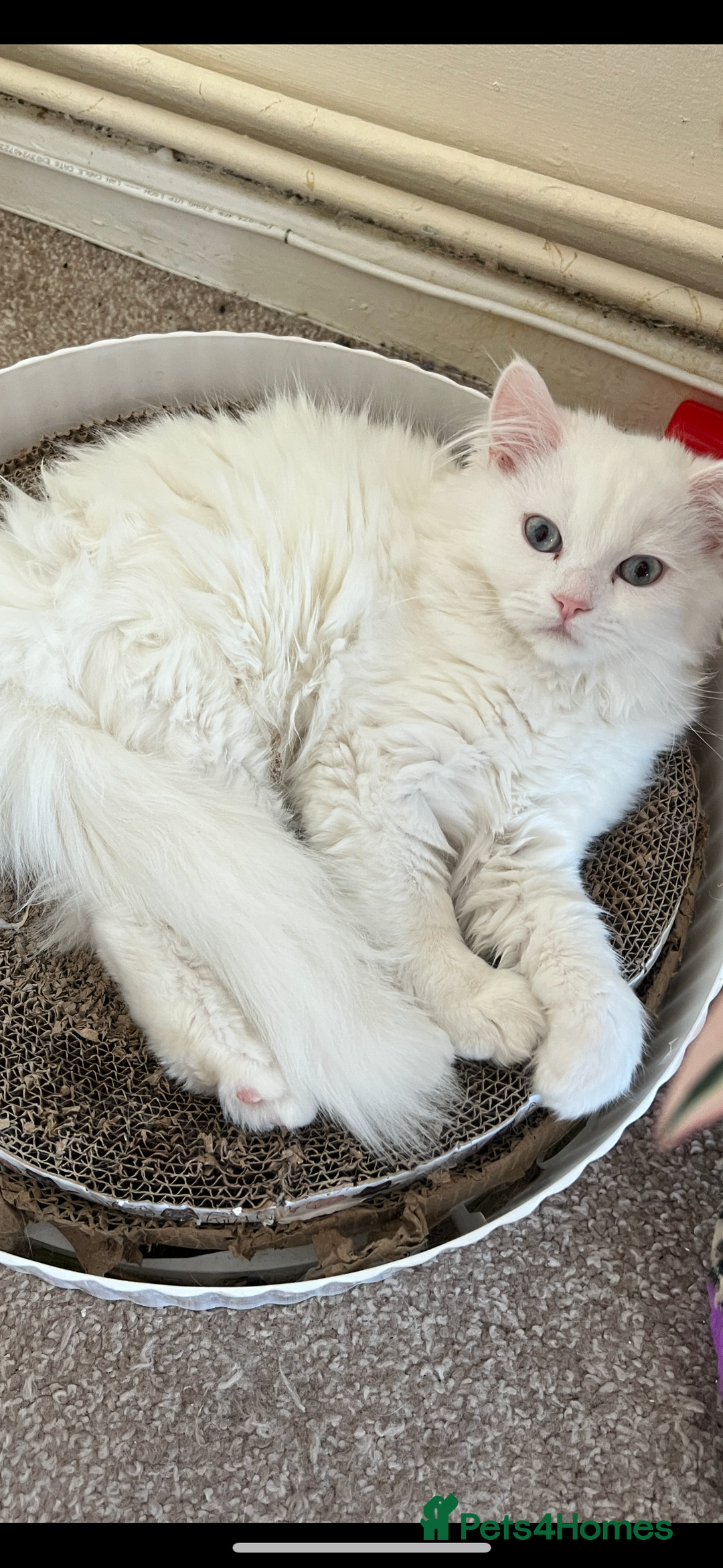 Persian cats for sale: Gentle and sweet Persian kittens - Image 1