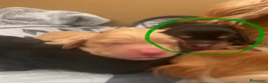 Pup 2