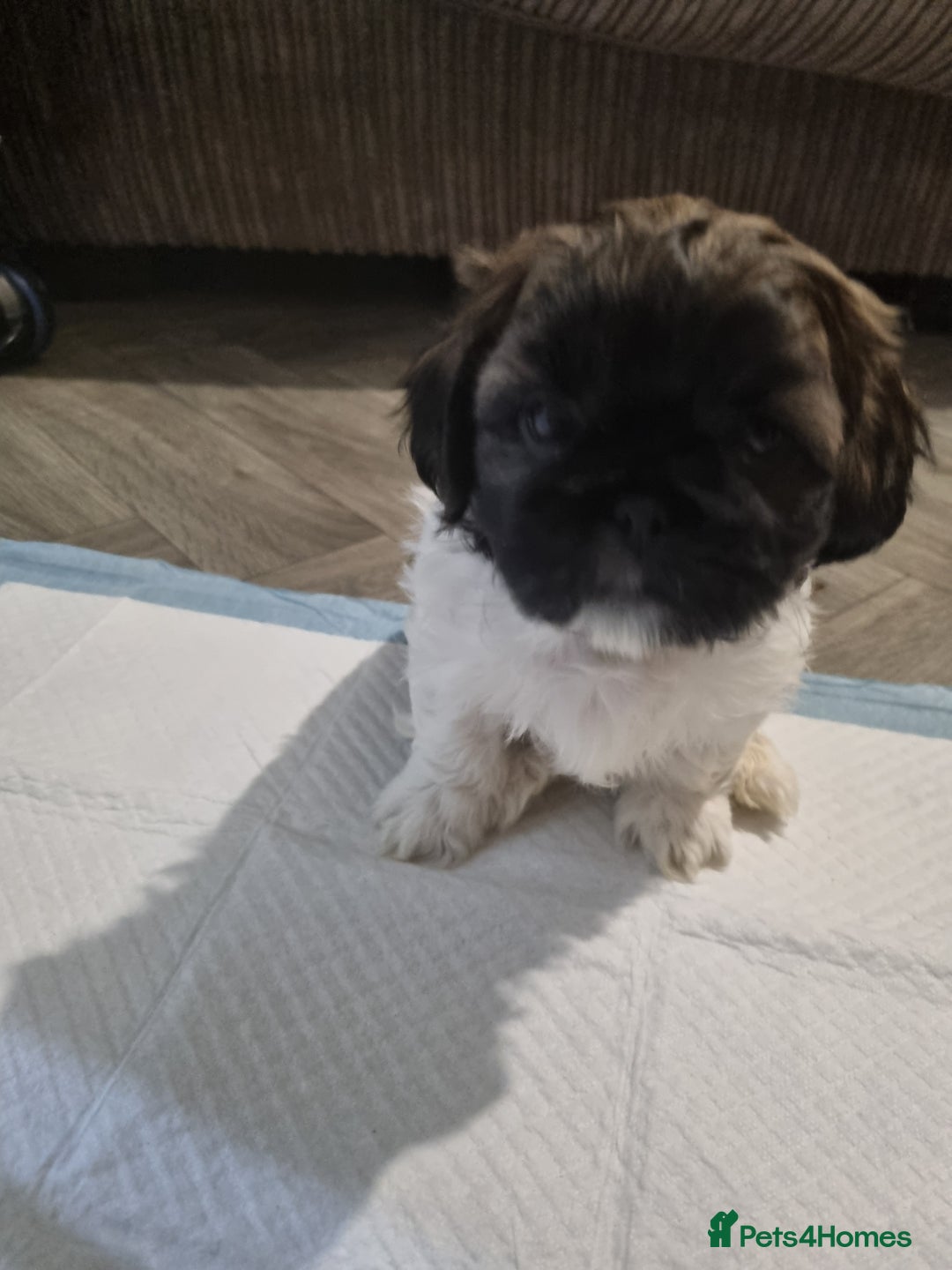 Shih Tzu dogs for sale: Shih tzu pups - Advert 25