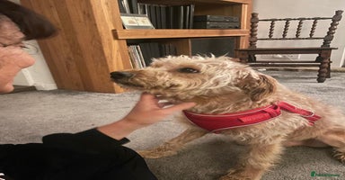 Mixed Breed dogs - Advert 1