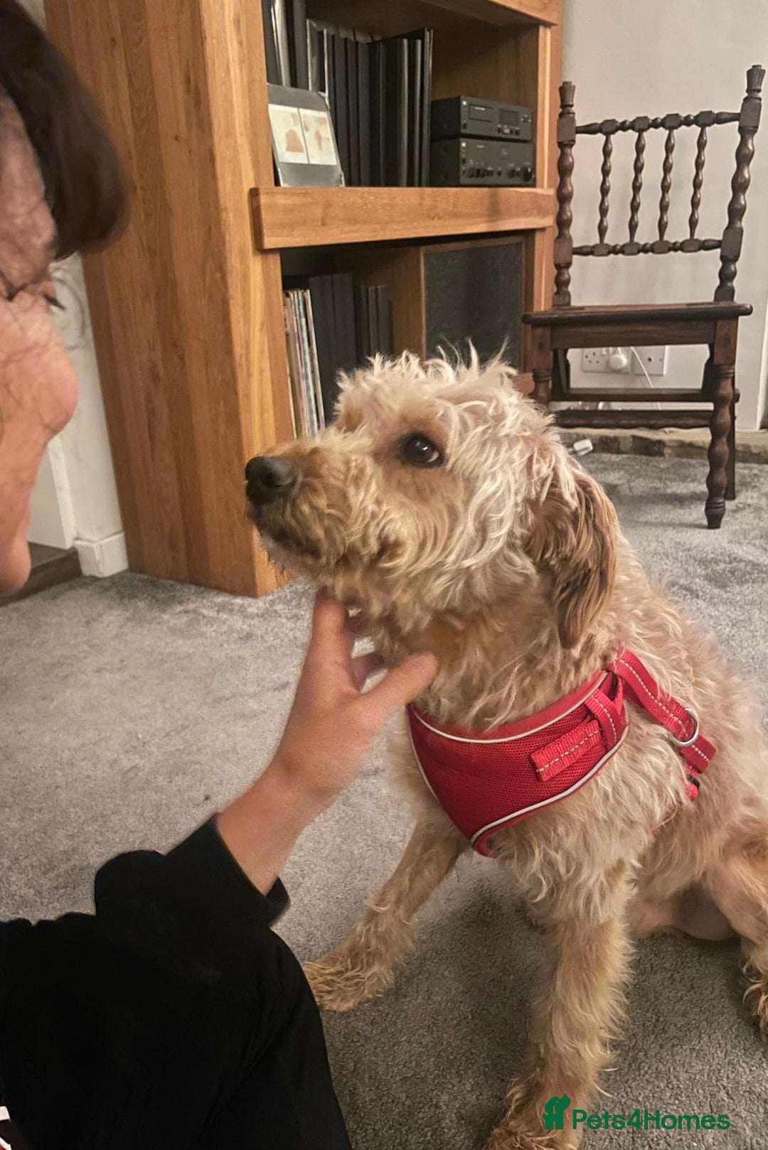 Mixed Breed dogs for adoption: Wonderful Marcus needs a loving home - Image 1