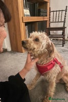 Mixed Breed dogs Wonderful Marcus needs a loving home - Advert 4