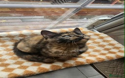British Shorthair cats for sale: Stunning British Shorthair Kittens Ready Now! - Image 23