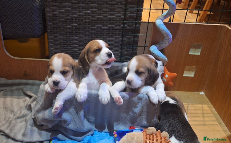 Beagle dogs - Advert 1