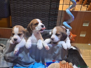 Beagle dogs Beagle puppies 🐶 🐶 🐶 🐶 🐶 🐶 🐶 - Advert 1