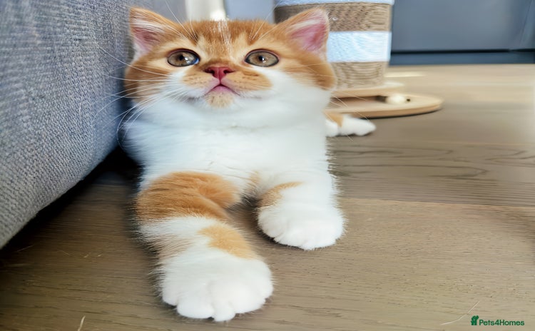 British Shorthair cats - Advert 1