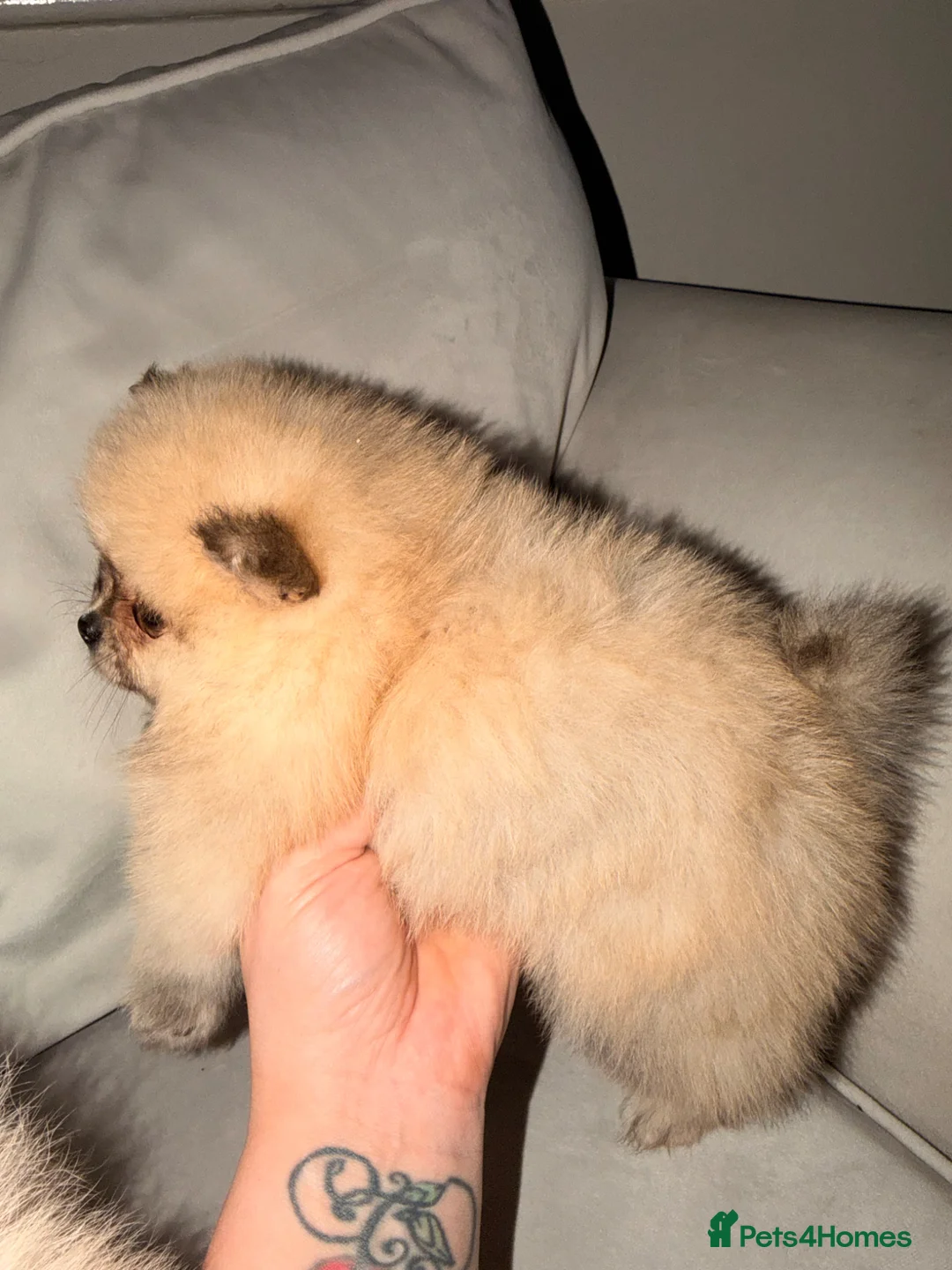 Pomeranian dogs for sale: Fluffy Teddy Bear Pomeranian Puppies Kc Reg - Advert 2