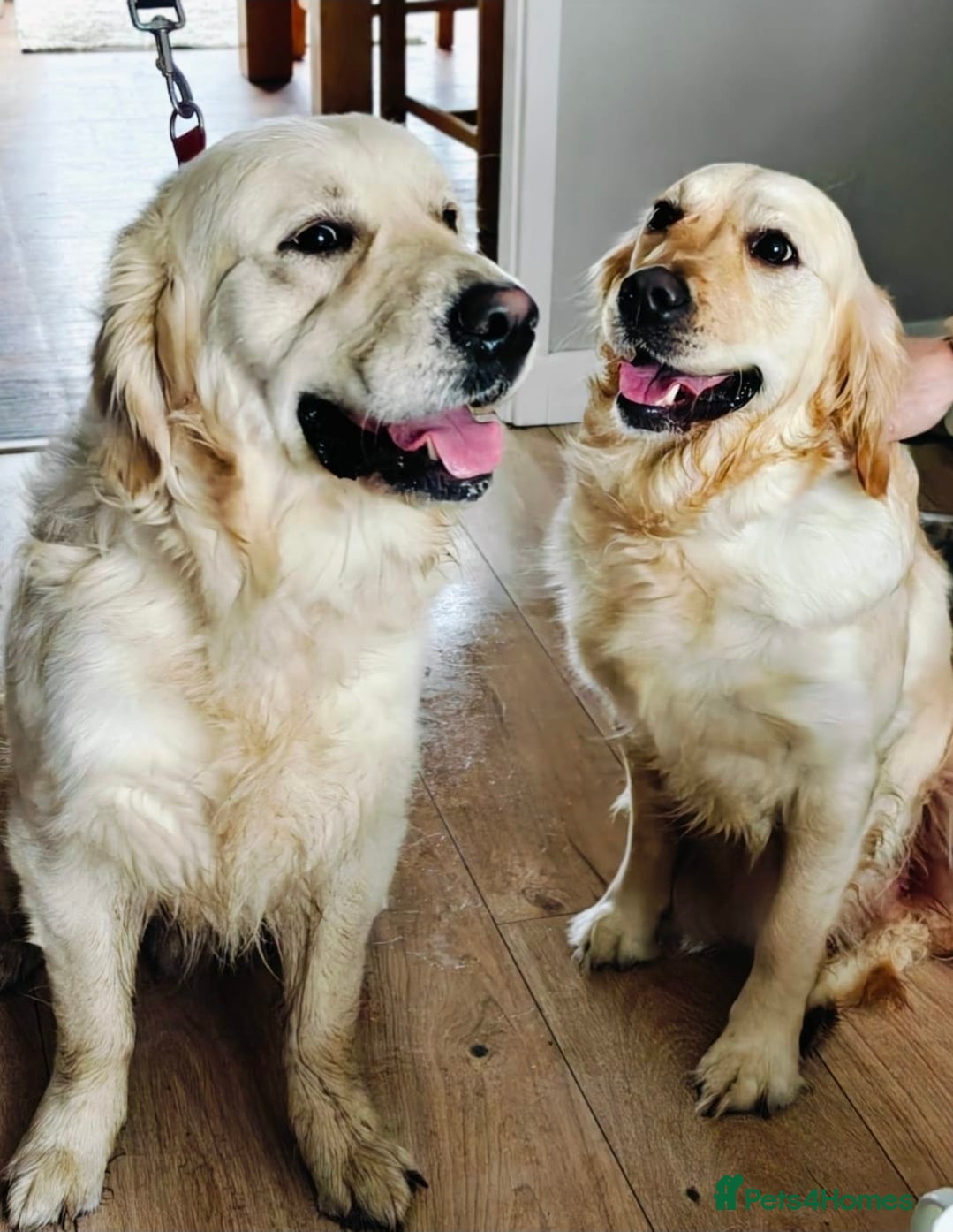 Golden Retriever dogs Amazing Goldens - Advert 1