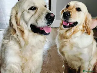 Golden Retriever dogs Amazing Goldens - Advert 1