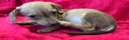 Chiweenie dogs for sale: Chiweenies chihuahua x mini dachshund  - Advert 26