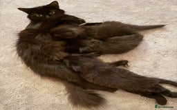 Mixed Breed cats for sale: Beautiful Maine Coon cross kittens - Image 5
