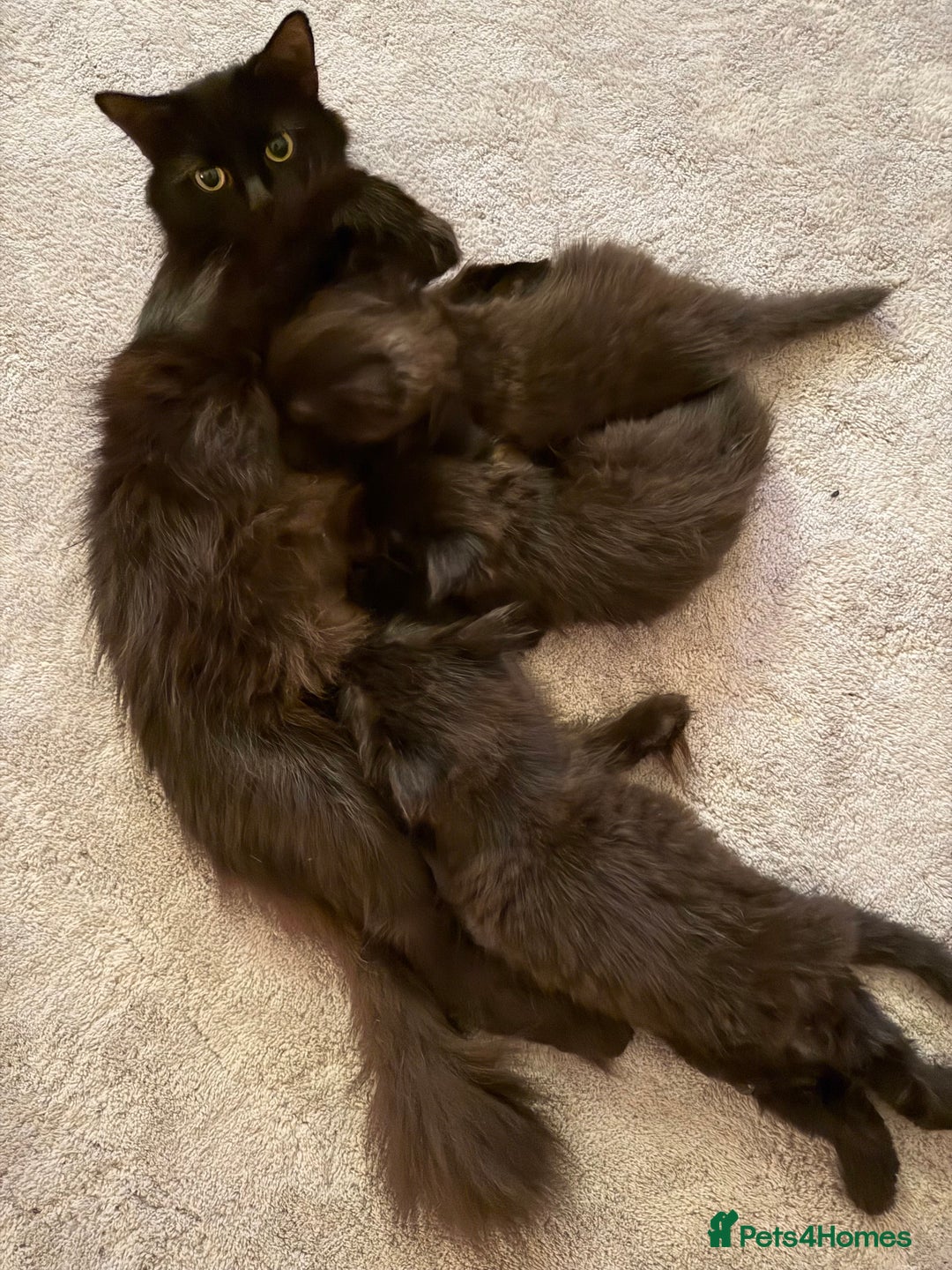 Mixed Breed cats for sale: Beautiful Maine Coon cross kittens - Image 5