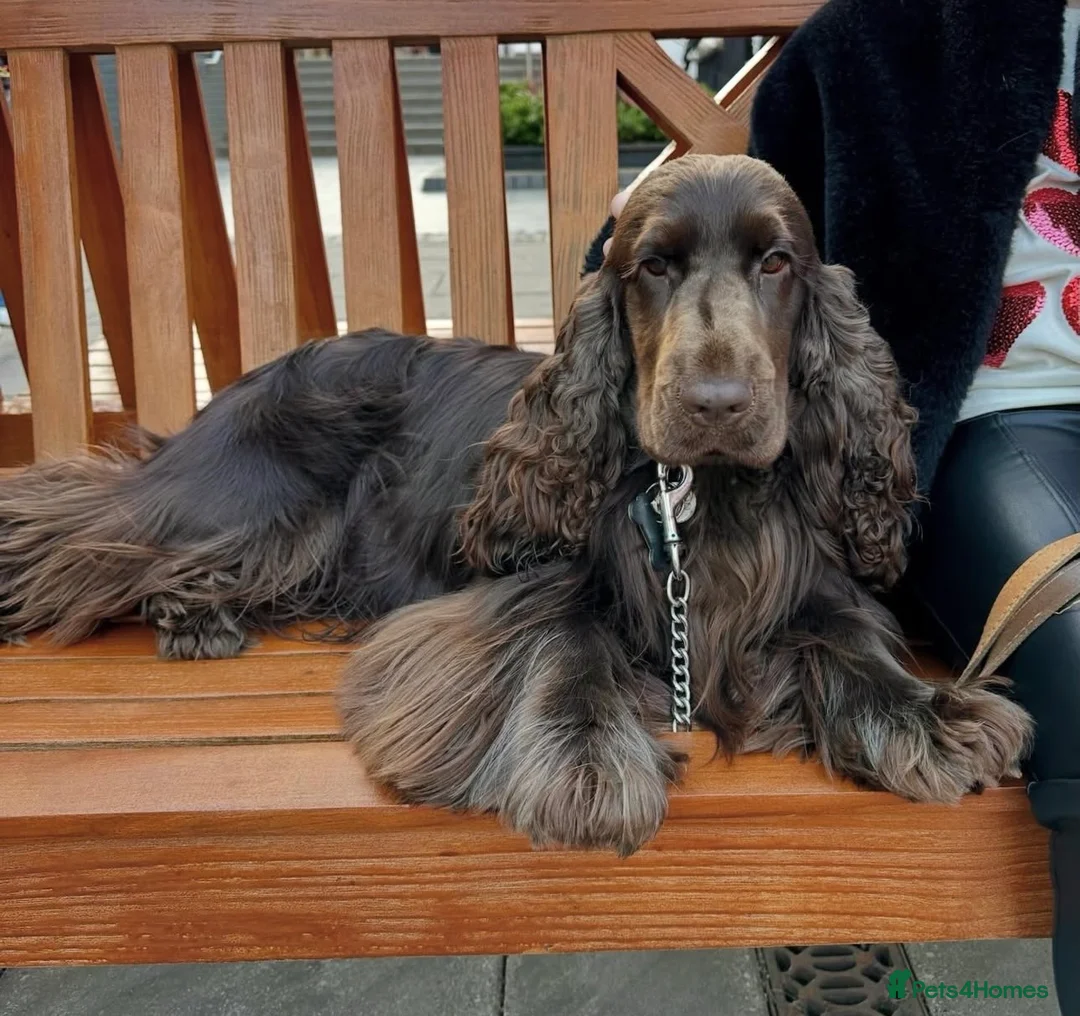 Cocker Spaniel dogs for stud: Stunning KC Reg Show Type - Advert 1