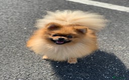 Pomeranian dogs for sale: Pomeranian boy in Belfast - Image 1